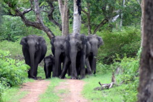 Bandipur National Park Karnataka