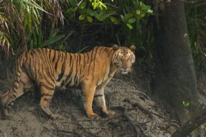 Bengal Tigress in Sundarban