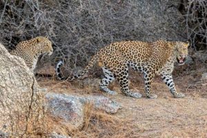 Bera Leopard Safari