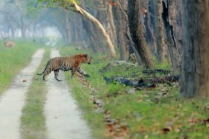 Kishanpur Sanctuary Tiger