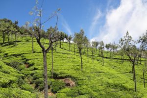 Ooty tea plantation