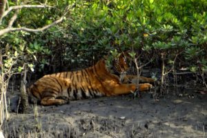 Royal Bengal Tiger at Sunderbans