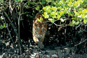 Royal Bengal Tiger in Mangrove forest