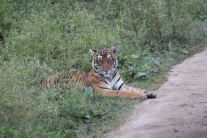 Tiger Reserve kabani