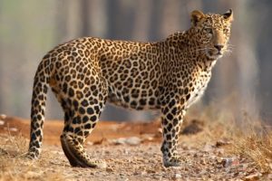 leopard kanha national park india