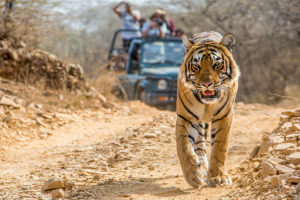 pench tiger viewing