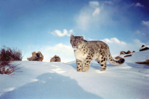 Leopard in Hemis National park